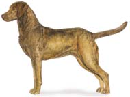 Chesapeake Bay Retriever