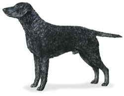 Curly-Coated Retriever