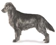Flat-Coated Retriever