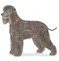 Irish Water Spaniel