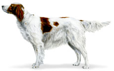 Irish Red and White Setter
