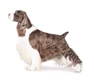 English Springer Spaniel