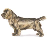 Sussex Spaniel