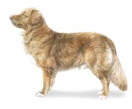 Nova Scotia Duck Tolling Retriever