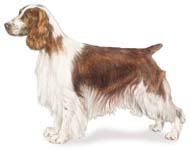 Welsh Springer Spaniel